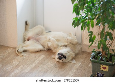 Funny Cute Golden Retriever Dog Sleeping Upside Down Indoors