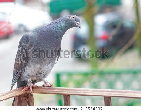Funny cute grey pigeon with head cocked standing on balcony. Gray silly dove with wide open eyes stand on terrace outside. Surprised and shocked domestic bird looking at camera. Stupid wild animal