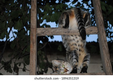 Funny cute kitten playing on wood ladder in rustic garden