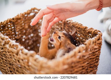 Funny cute little ginger abyssinian Kitten cat playing with woman's hand in wicker brown basket. Concept adorable pets cats.