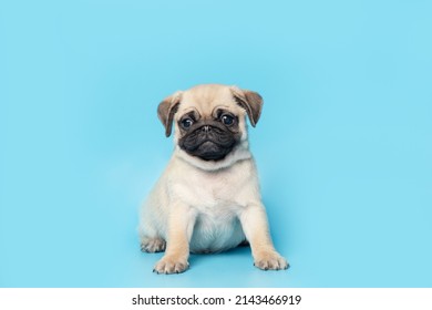 Funny Cute Little Puppy Pug On Bright Blue Pastel Background. Banner Adorable Dog Making Happy Face And Smiling Studio Portrait. Purebred Dog Concept