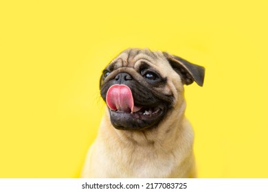 funny cute little puppy pug on bright yellow bright background with copy space. Banner adorable dog with tongue hanging out making happy face and smiling studio portrait. Purebred Dog Concept.