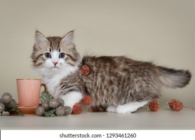 funny cute munchkin kitten short legs - Shutterstock ID 1293461260