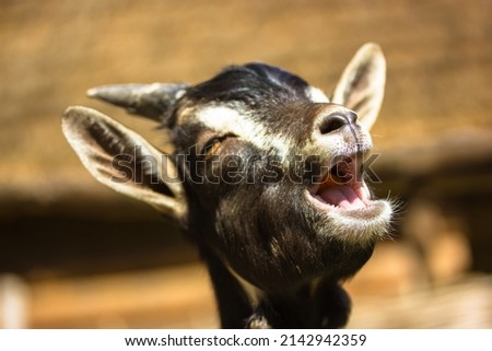 Funny cute muzzle of black, brown goat with open mouth singing on brown blurred background. Funny portrait of a little goat in eco park, contact zoo, on rural farm, livestock. Mammal animals outdoors.