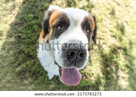 Funny and cute portait of an adorable saint bernard dog from above