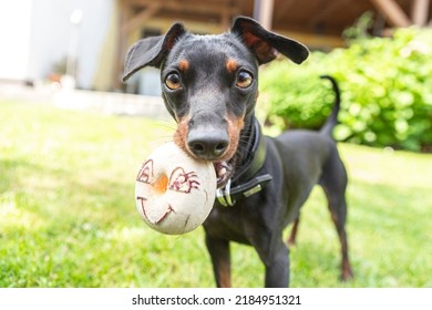 Funny and cute portrait of a miniature pinscher dog looking curiously into the camera and holding a smiling dog toy in it´s mouth - Shutterstock ID 2184951321