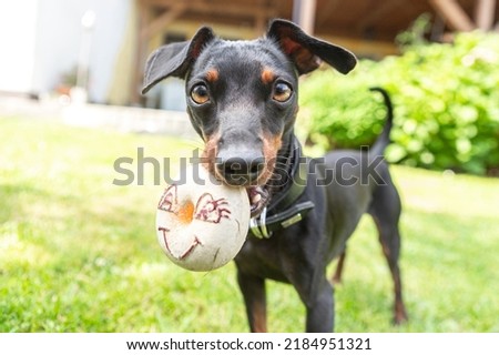 Funny and cute portrait of a miniature pinscher dog looking curiously into the camera and holding a smiling dog toy in it´s mouth