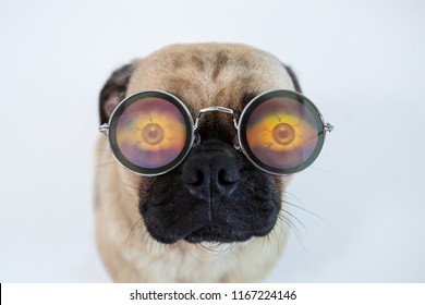 Funny And Cute Pug Dog Wearing Silly Glasses 