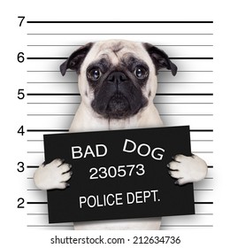 Funny Cute Pug Holding A Placard While A Mugshot Is Taken