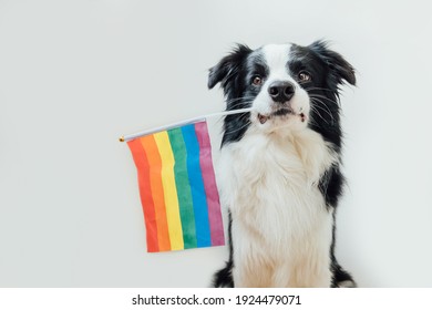Funny cute puppy dog border collie holding LGBT rainbow flag in mouth isolated on white background. Dog Gay Pride portrait. Equal rights for lgbtq community concept