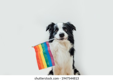 Funny Cute Puppy Dog Border Collie Holding LGBT Rainbow Flag In Mouth Isolated On White Background. Dog Gay Pride Portrait. Equal Rights For Lgbtq Community Concept