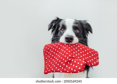 Funny Cute Puppy Dog Border Collie Holding Kitchen Pot Holder, Oven Mitt In Mouth Isolated On White Background. Chef Dog Cooking Dinner. Homemade Food, Restaurant Menu Concept. Cooking Process