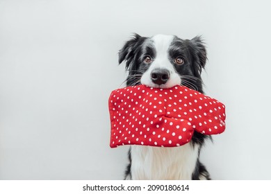 Funny Cute Puppy Dog Border Collie Holding Kitchen Pot Holder, Oven Mitt In Mouth Isolated On White Background. Chef Dog Cooking Dinner. Homemade Food, Restaurant Menu Concept. Cooking Process