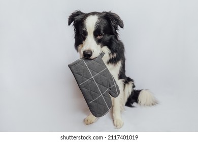 Funny Cute Puppy Dog Border Collie Holding Kitchen Pot Holder, Oven Mitt In Mouth Isolated On White Background. Chef Dog Cooking Dinner. Homemade Food, Restaurant Menu Concept. Cooking Process