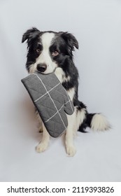 Funny Cute Puppy Dog Border Collie Holding Kitchen Pot Holder, Oven Mitt In Mouth Isolated On White Background. Chef Dog Cooking Dinner. Homemade Food, Restaurant Menu Concept. Cooking Process