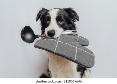 Funny cute puppy dog border collie holding kitchen spoon ladle pot holder in mouth isolated on white background. Chef dog cooking dinner. Homemade food, restaurant menu concept. Cooking process