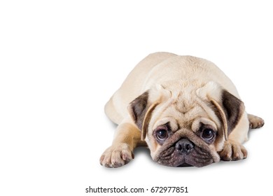 Funny, cute puppy Pug Isolated on a White Background.
