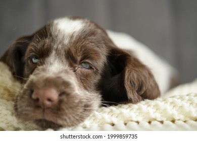 Funny Cute Russian Spaniel Brown Merle Blue Eyes Puppy Dog Lying On Couch