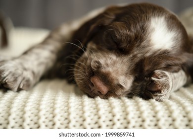 Funny Cute Russian Spaniel Brown Merle Blue Eyes Puppy Dog Sleep On Couch