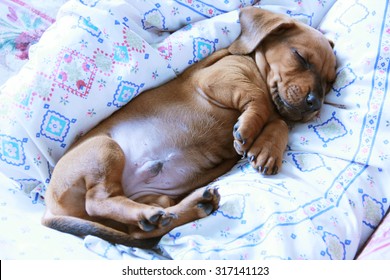 Funny cute two month old dachshund puppy is sleeping. Close-up