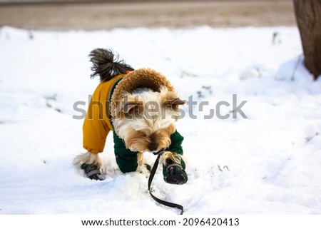 Funny cute Yorkshire Terrier dog in a warm suit, overalls walking in a countryside at cold frosty winter day. Doggie in warm shoes boots playing in the snow. Clothes for lovely pets for walk outdoors.
