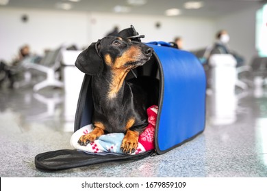 Funny dachshund dog, black and tan, in his travel blue bag cage at the airport. Pet in cabin. Traveling with dogs concept.