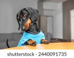 Funny dachshund dog in blue clothes sits at kitchen table with paws on table, waiting for food, looking down in puzzled, sad way, tilting head to protruding tail Curious puppy begging, dropped treat