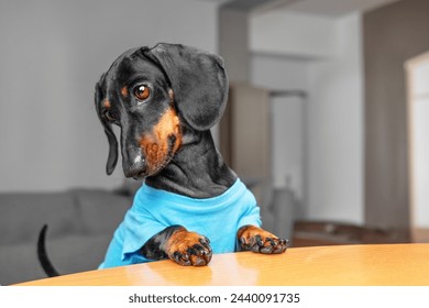 Funny dachshund dog in blue clothes sits at kitchen table with paws on table, waiting for food, looking down in puzzled, sad way, tilting head to protruding tail Curious puppy begging, dropped treat - Powered by Shutterstock