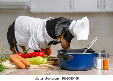 Funny dachshund dog in costume of chief with white cap is going to cook vegetarian dish with vegetables in kitchen, and looks into the pot to check situation.
