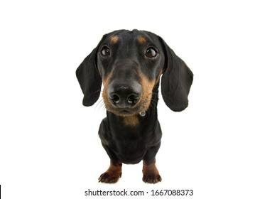 Funny Dachshund Dog Drooling. Isolate On White Background.