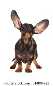 4 Dapple daschund Images, Stock Photos & Vectors | Shutterstock