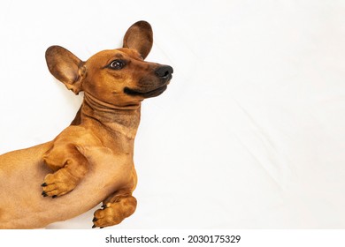 Funny Dachshund Dog Lies On His Back On A White Background. Top View, Place For Text.