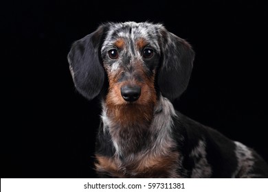 Funny Dachshund Dog On A Black Background