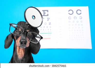 Funny Dachshund Dog Ophthalmologist In Doctors Costume With Glasses For Vision Correction, Professional Equipment On The Head, Poster With Letters For Eye Chart Test On Background