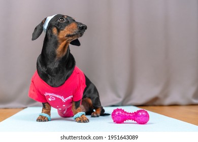 Funny Dachshund Dog In Pink Sports Uniform With Soft Hair Band On Head To Protect Face From Sweat Sitting On A Yoga Mat And Dumbbells, Is Going To Do Fitness, And Looks Up.