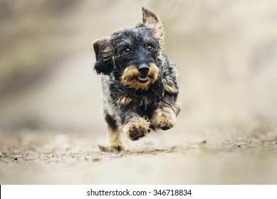 Funny Dachshund Dog Puppy Running