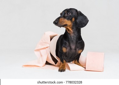 Funny dachshund dog puppy,black and tan, is playing with a roll of peach toilet paper, isolated on gray background