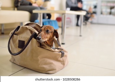 funny dachshund dog sits in a bag