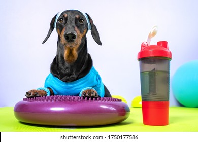 Funny Dachshund Dog In Sports Uniform With Soft Hair Band On Head To Protect Face From Sweat Lies On Silicone Balancing Disk And Is Going To Do Fitness, Plastic Bottle Of Water Is Nearby, Front View