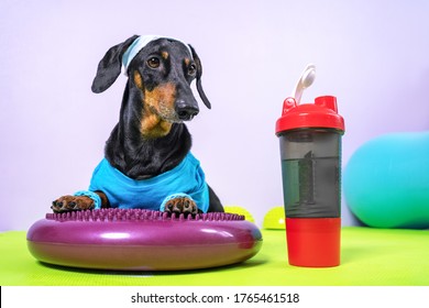 Funny Dachshund Dog In Sports Uniform With Soft Hair Band On Head To Protect Face From Sweat Lies On Silicone Balancing Disk And Is Going To Do Fitness, Plastic Bottle Of Water Is Nearby