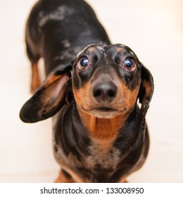 Funny Dachshund Dog Standing On The Floor In The Room. Top View. Portrait Close-up