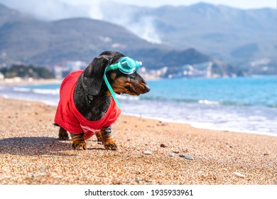 Funny dachshund dog in t-shirt and swimming glasses is standing on sandy beach and is going to dive. Sports and active lifestyle. Entertainment at resort during vacation.