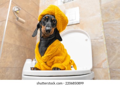 Funny dachshund dog in yellow terry robe and with a towel wrapped around its head like turban is sitting on toilet. Daily morning and evening hygiene procedures.