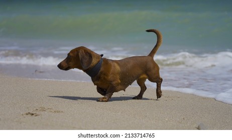 funny dachshund on a sea vacation, having fun on the sea beach - Shutterstock ID 2133714765
