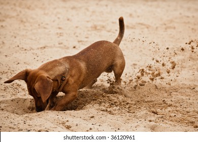 Funny dachshund puppy is digging hole on beach sand