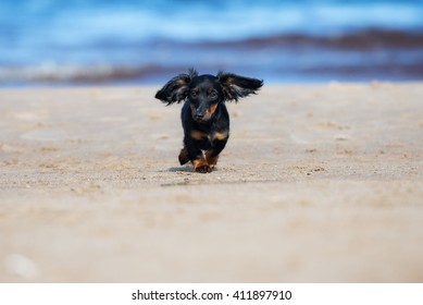 Funny Dachshund Puppy Running On The Beach