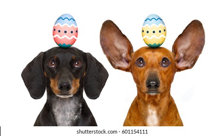 funny dachshund sausage dogs easter bunny   with egg on head , looking up, isolated on white background