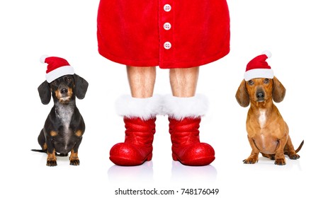 Funny Dachshund Sausage  Santa Claus  Couple Of Dogs On Christmas Holidays Wearing Red Holiday Hat, Isolated On White Background