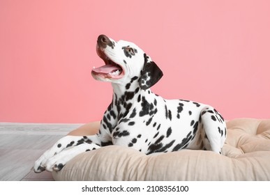 Funny Dalmatian dog lying on pet bed near pink wall