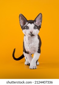 Funny Devon Rex Kitten On Background